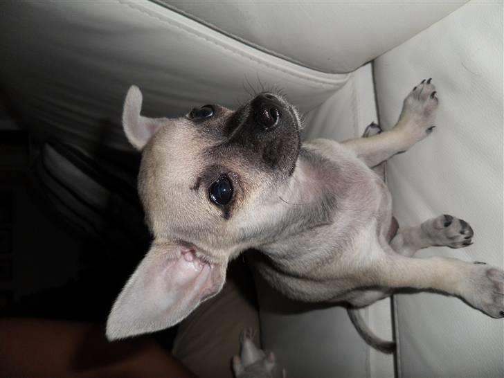 Chihuahua Alba billede 6