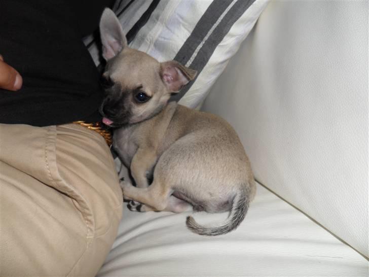 Chihuahua Alba billede 7