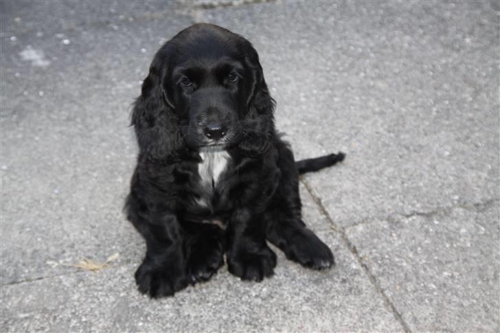 Cocker spaniel Ludwig - Velkommen til smukke Ludwigs profil :) billede 1
