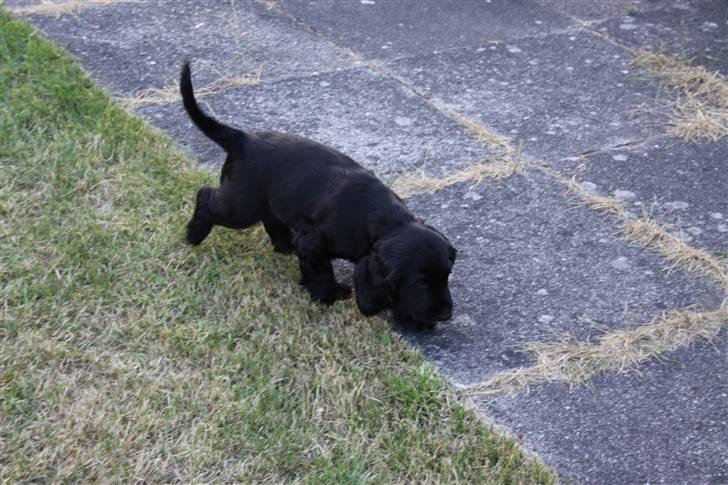Cocker spaniel Ludwig - Her er han i vores have billede 2