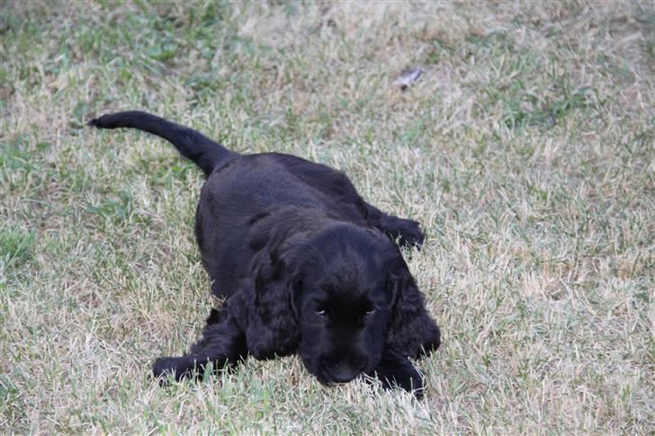 Cocker spaniel Ludwig - Ludwig leger ude i vores have billede 3