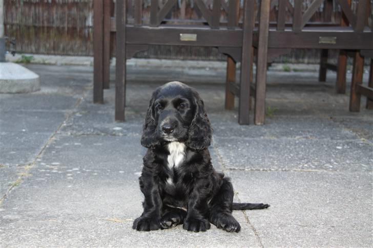 Cocker spaniel Ludwig - Smukke :) billede 4