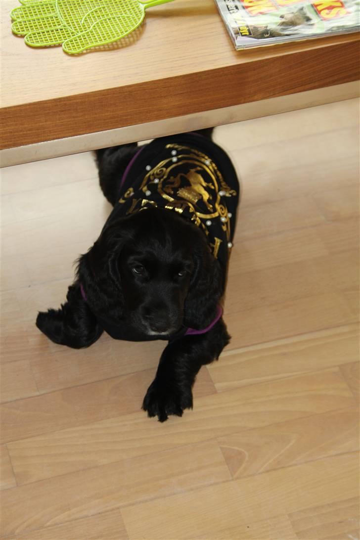 Cocker spaniel Ludwig - Ludwig har lige lånt Zhibas dækken :) billede 5