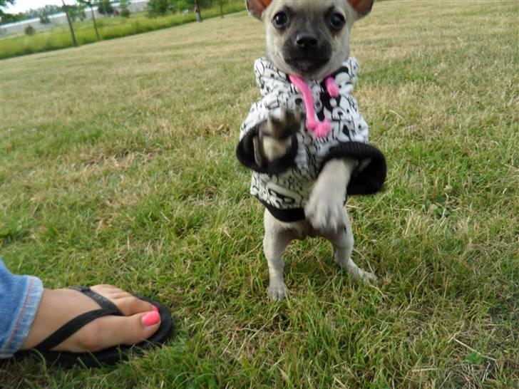 Chihuahua Alba billede 8