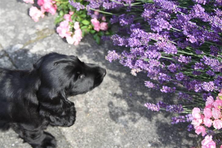Cocker spaniel Ludwig - Mmmmhhh de dufter godt :p billede 6
