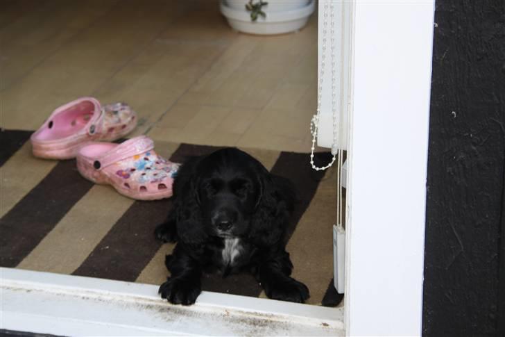 Cocker spaniel Ludwig - Ludwig (: billede 7