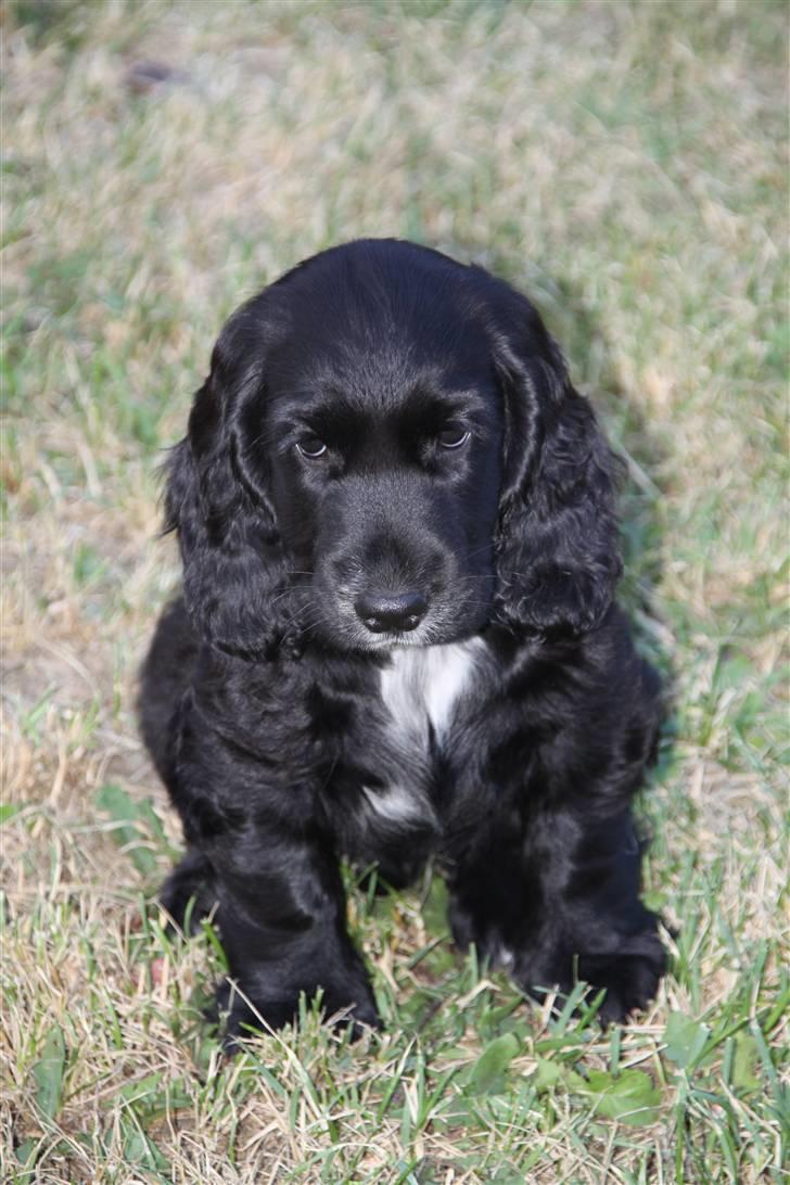 Cocker spaniel Ludwig - (: billede 8
