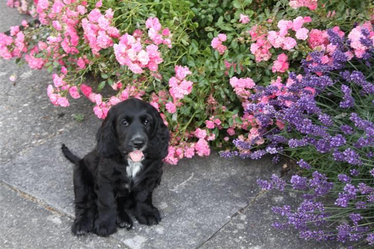 Cocker spaniel Ludwig - Lille Ludwig  billede 9