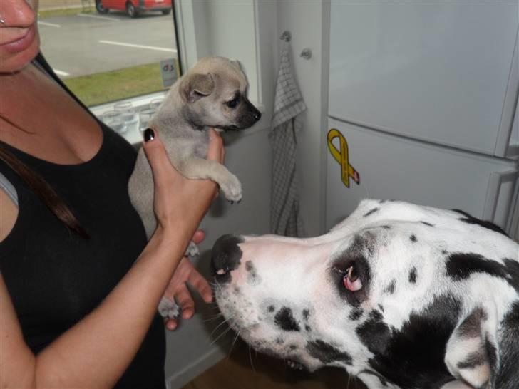 Chihuahua Alba billede 9