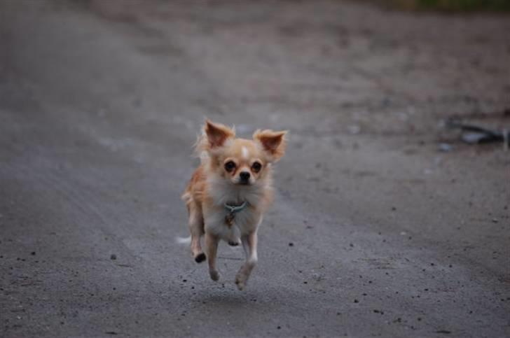 Chihuahua Luba billede 6