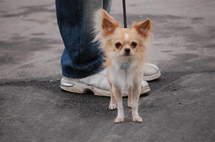 Chihuahua Luba billede 7