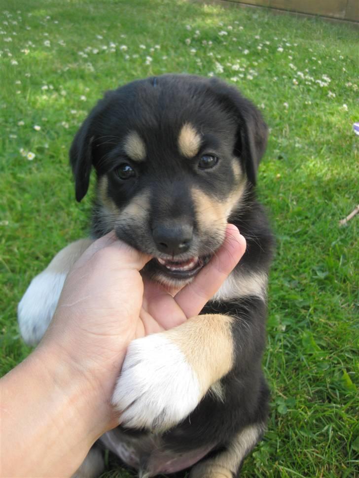 Blanding af racer Coda - ÅÅÅÅRH :) billede 7