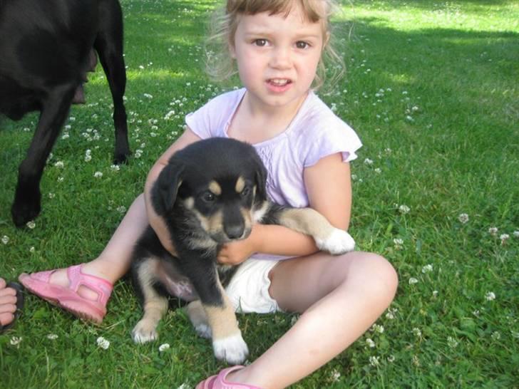 Blanding af racer Coda - Gode venner... billede 5