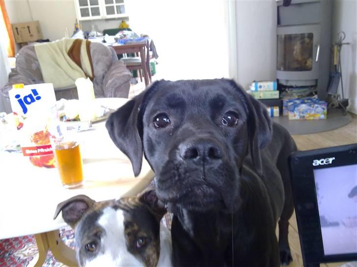 Blanding af racer Kira - Har du noget til mig?? hehe billede 7