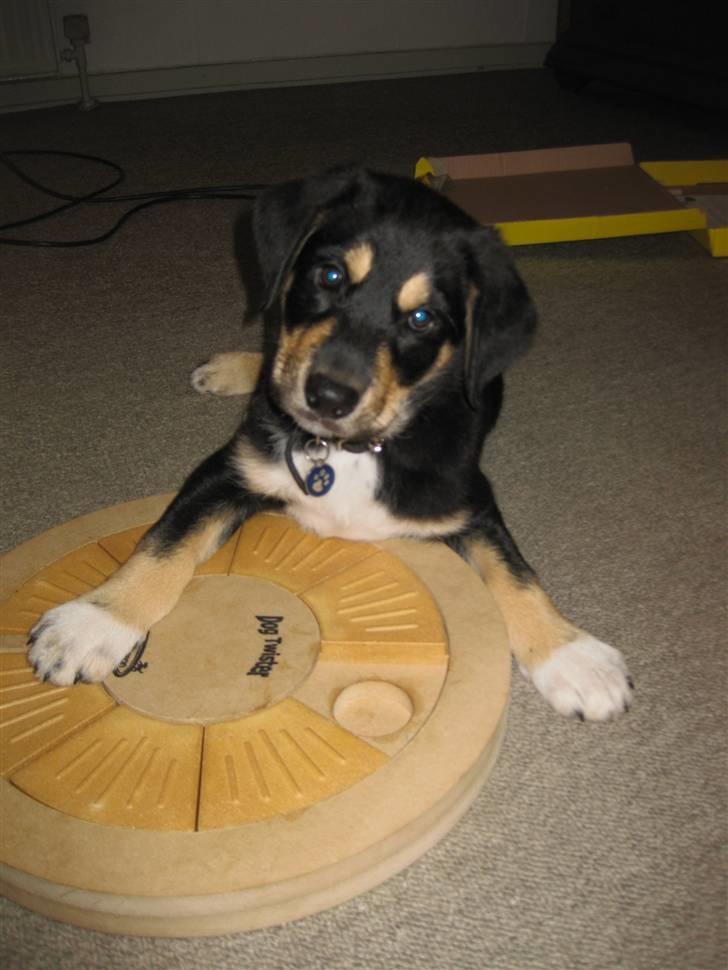 Blanding af racer Coda - skønt med noget aktivering billede 6