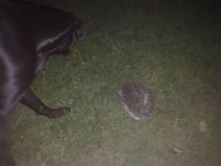 Blanding af racer Kira - vil du lege, lille pindsvin?? :D billede 8