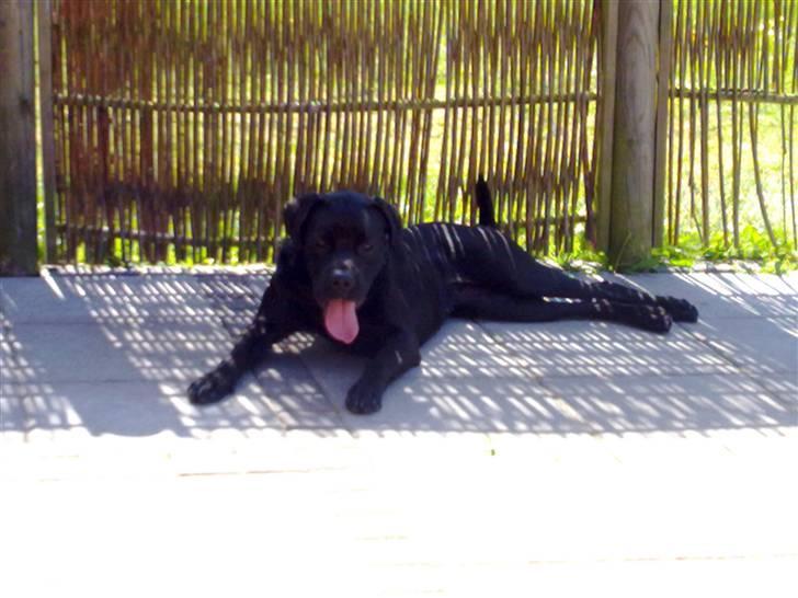 Blanding af racer Kira - Pyyyha.. det er varmt ´:D billede 9