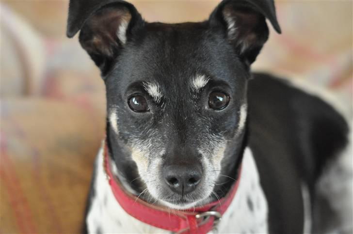 Dansk svensk gaardhund Kaja - Hej, og velkommen til Kajas profil :) billede 1