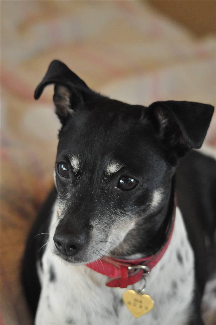 Dansk svensk gaardhund Kaja billede 2