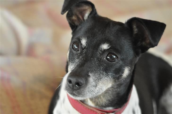 Dansk svensk gaardhund Kaja billede 3