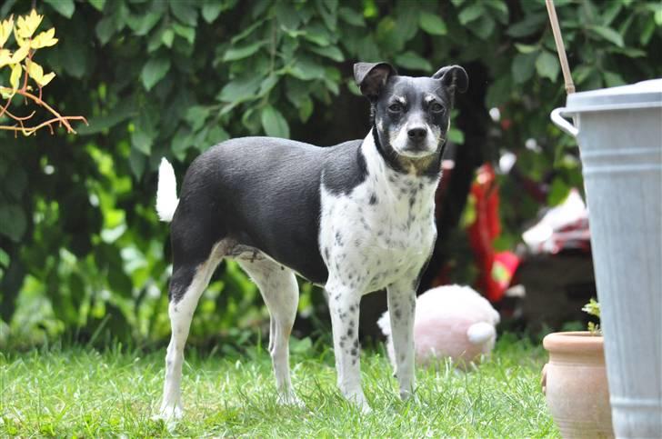 Dansk svensk gaardhund Kaja billede 4