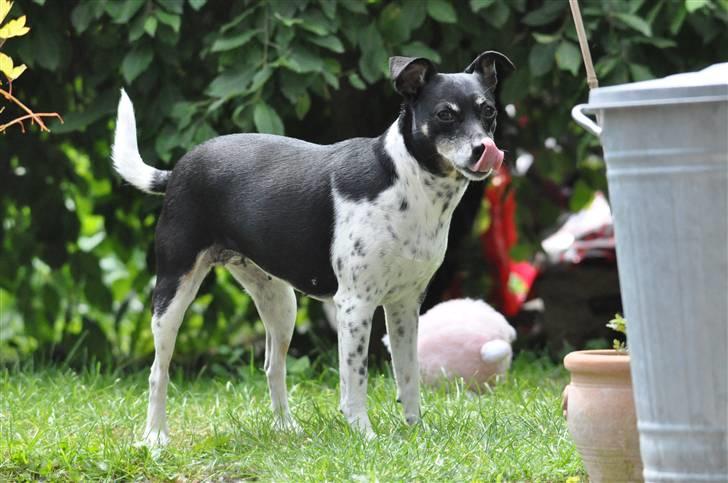 Dansk svensk gaardhund Kaja billede 5