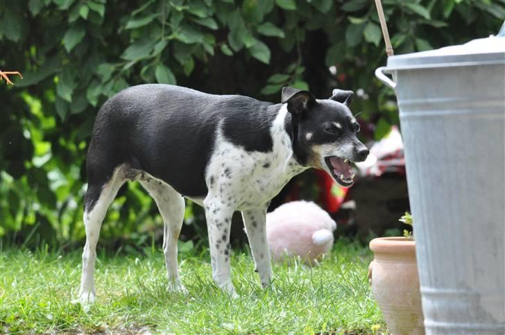 Dansk svensk gaardhund Kaja billede 6