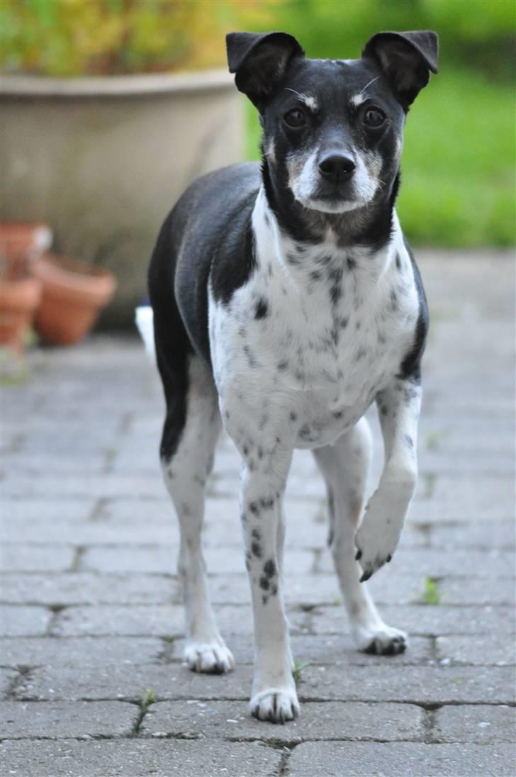 Dansk svensk gaardhund Kaja billede 7