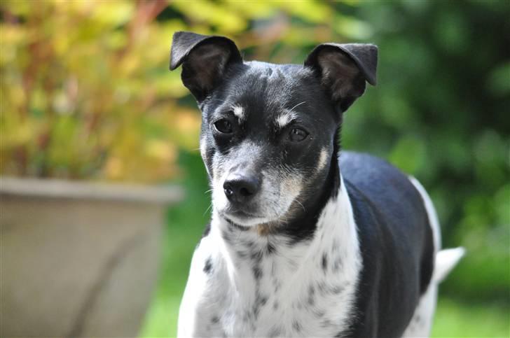 Dansk svensk gaardhund Kaja billede 9