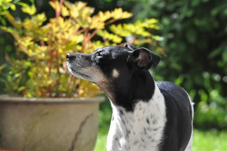 Dansk svensk gaardhund Kaja billede 10