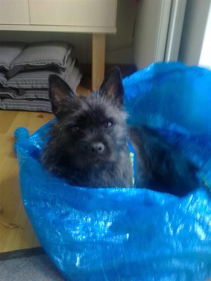 Blanding af racer Mille  (Westie/Mops) - Man kan da godt lige lave en rede her.. ;o) billede 8