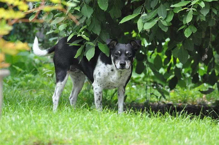 Dansk svensk gaardhund Kaja billede 11