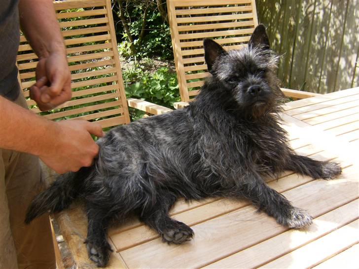 Blanding af racer Mille  (Westie/Mops) - Trimning sommer 2010.. Såååå lækkert at slippe for det lange hår!  billede 9