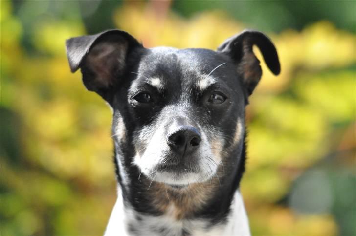 Dansk svensk gaardhund Kaja billede 12