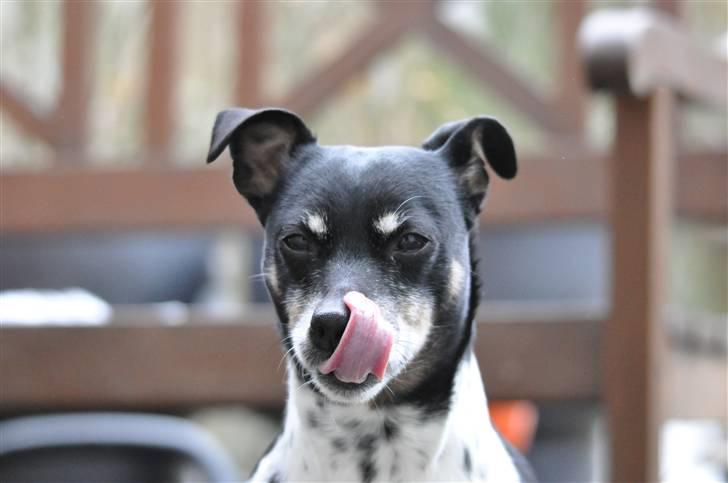 Dansk svensk gaardhund Kaja billede 13