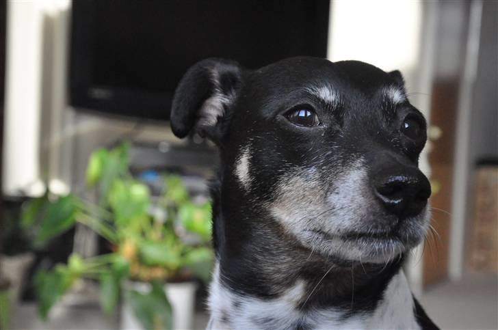 Dansk svensk gaardhund Kaja billede 14