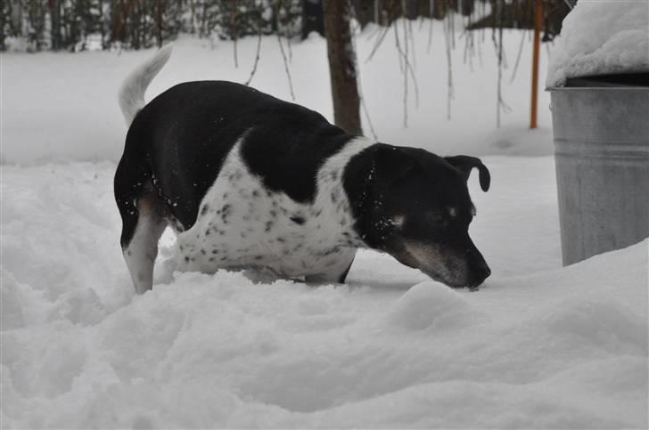 Dansk svensk gaardhund Kaja billede 15