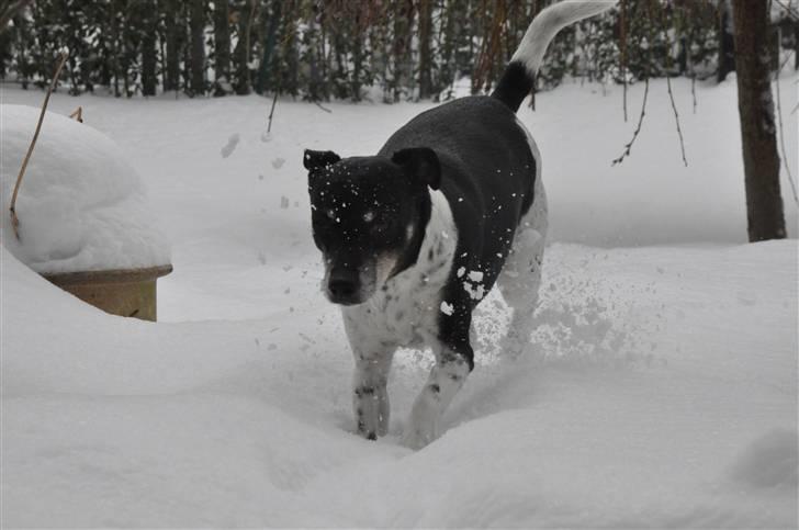 Dansk svensk gaardhund Kaja billede 16