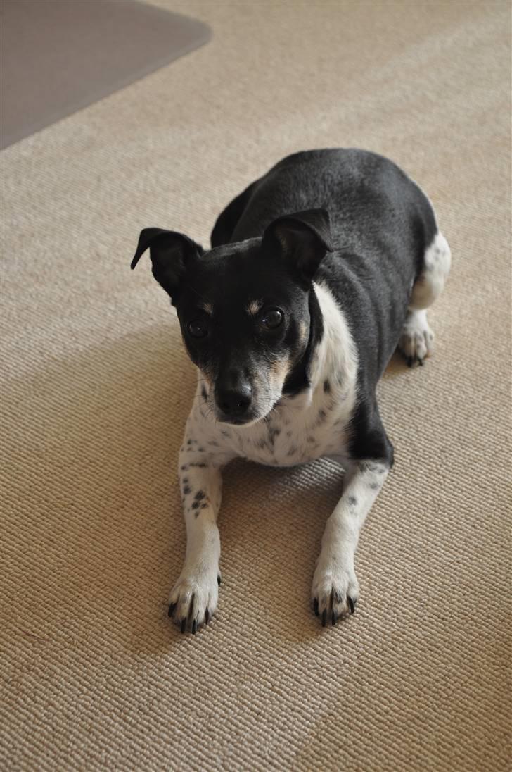 Dansk svensk gaardhund Kaja billede 17