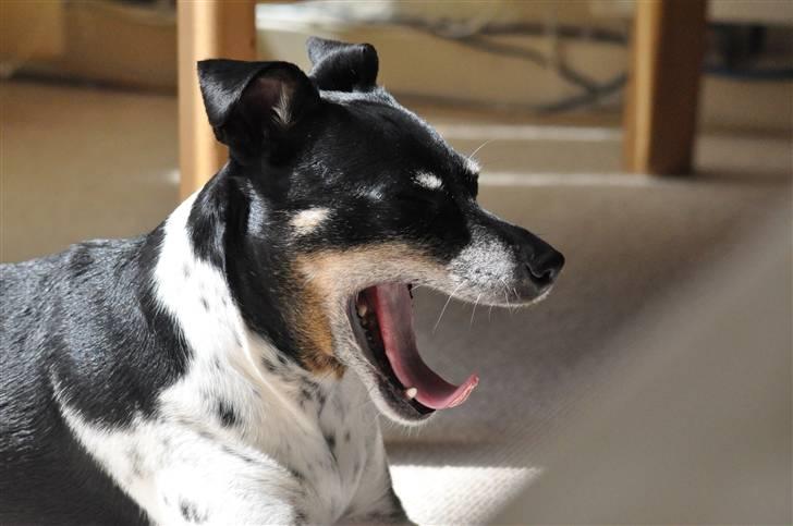 Dansk svensk gaardhund Kaja billede 18