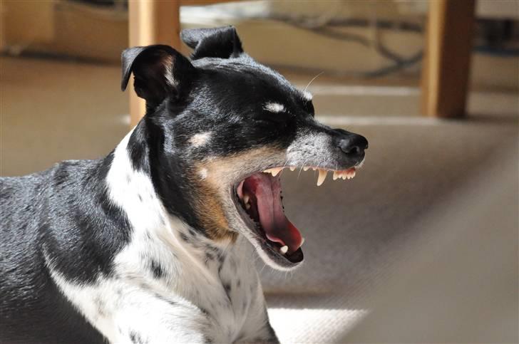 Dansk svensk gaardhund Kaja billede 19