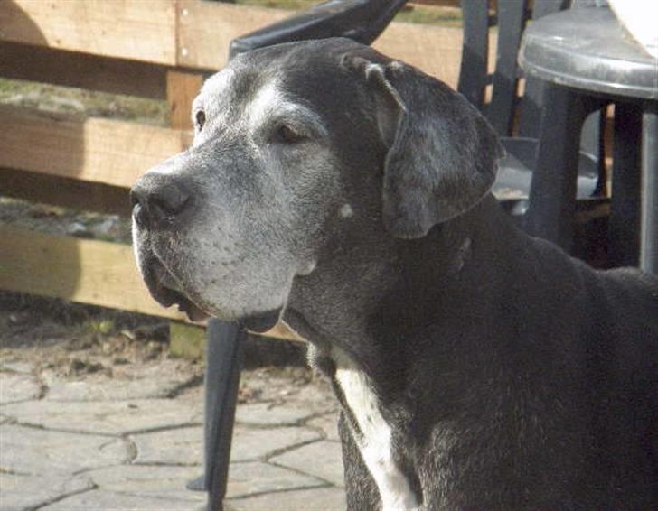 Grand danois Slettemosegård's Bea - RIP - 8 år billede 1