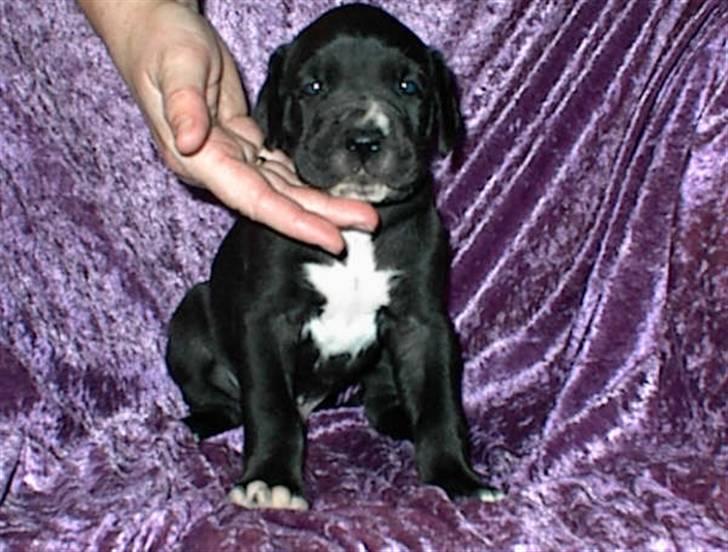 Grand danois Slettemosegård's Bea - RIP - 3 uger billede 2