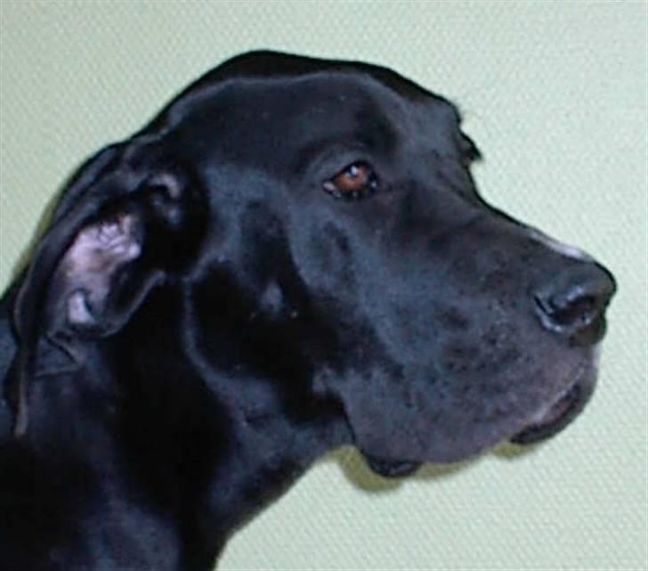 Grand danois Slettemosegård's Bea - RIP - 5 mdr. billede 3