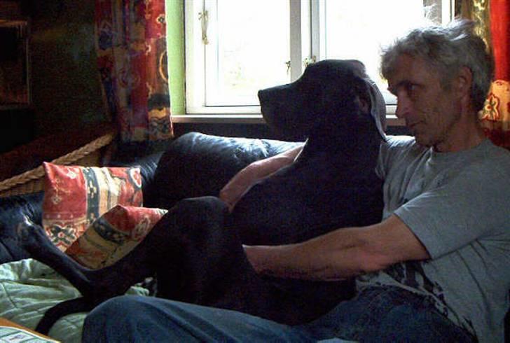 Grand danois Slettemosegård's Bea - RIP - 1 år billede 4