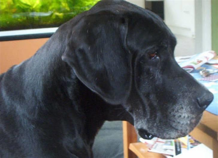 Grand danois Slettemosegård's Bea - RIP - 2 år billede 5