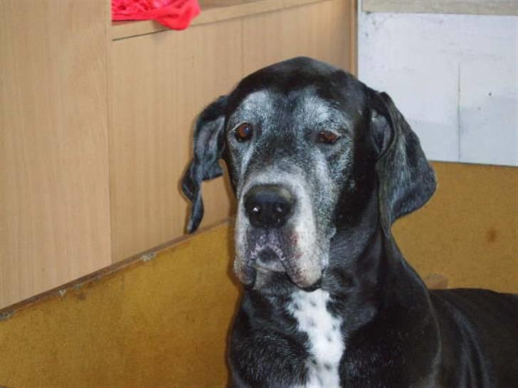 Grand danois Slettemosegård's Bea - RIP - 5 år billede 6