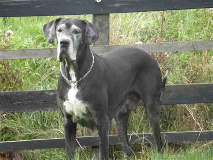 Grand danois Slettemosegård's Bea - RIP - 6½ år billede 7