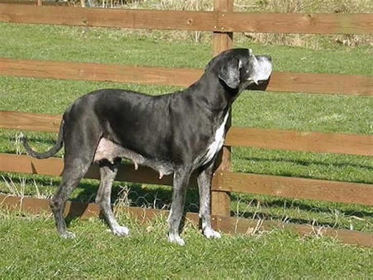 Grand danois Slettemosegård's Bea - RIP - 7 år billede 8