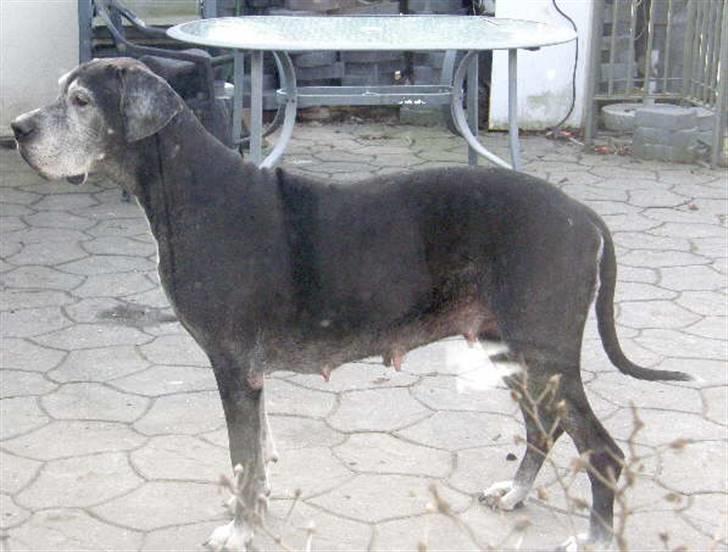 Grand danois Slettemosegård's Bea - RIP - 8 år billede 9
